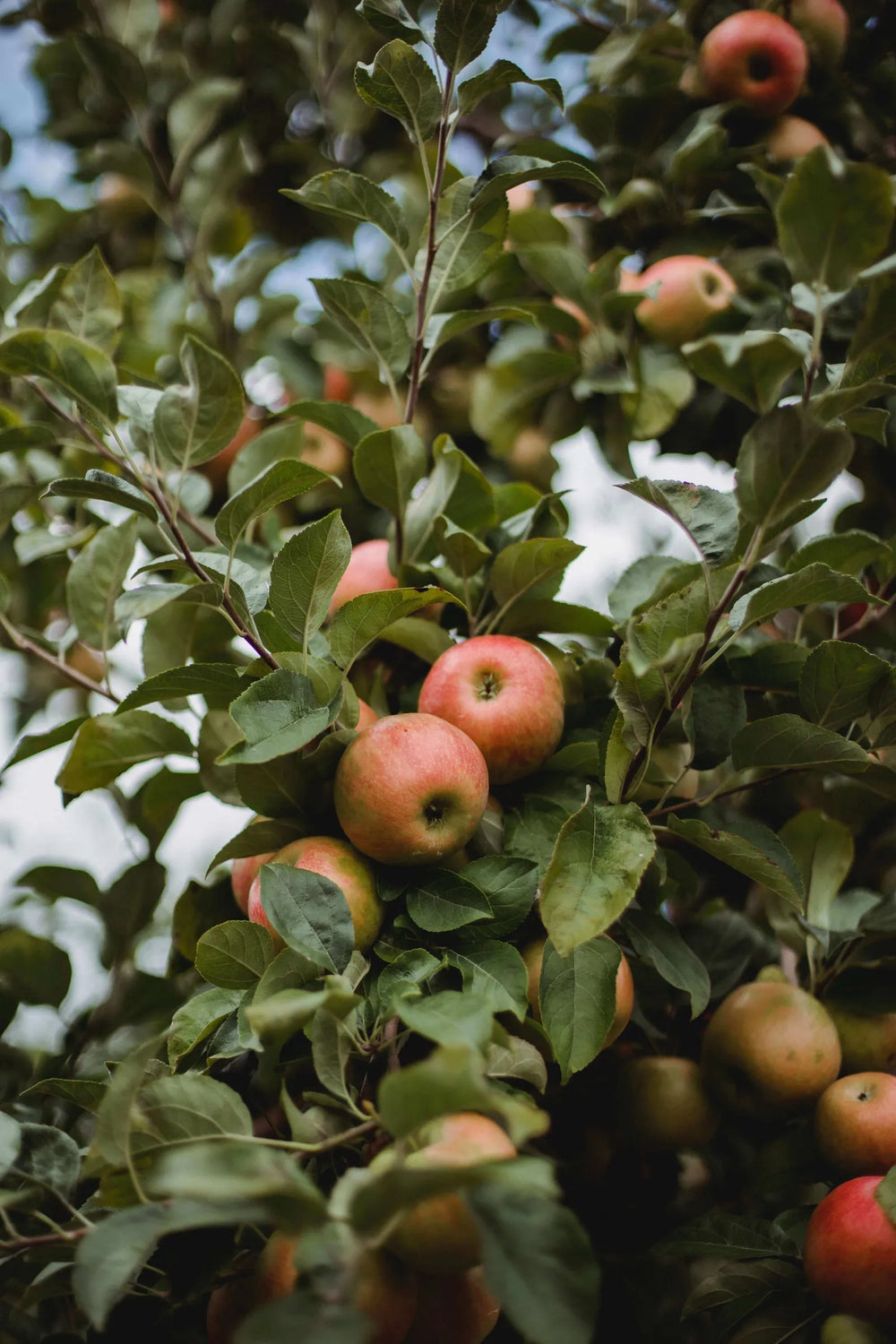 Meet the team: The people behind Arbor's innovative trees