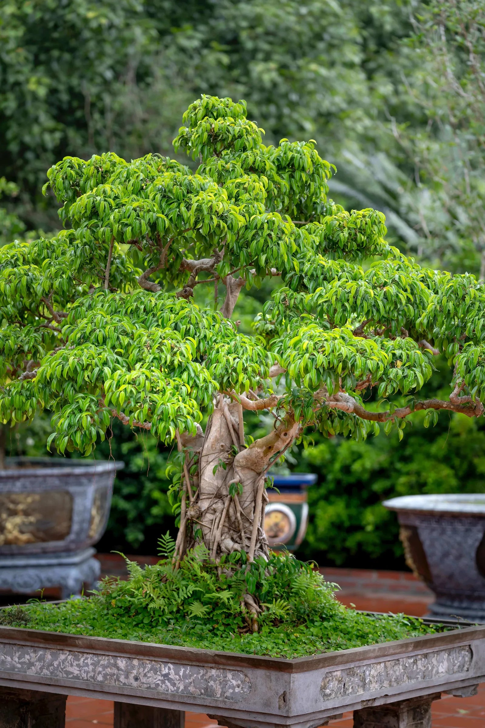 Arbor's mission: Transforming the gardening one tree at a time