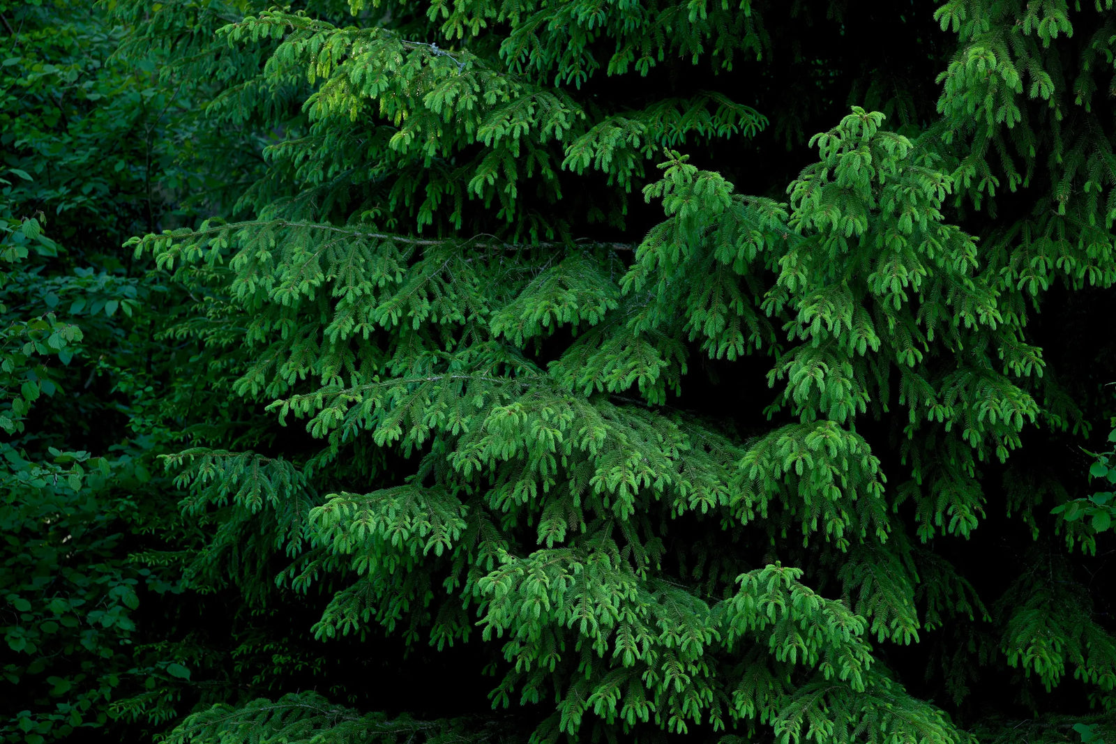 Sustainability at Arbor: Our efforts to create eco-friendly trees