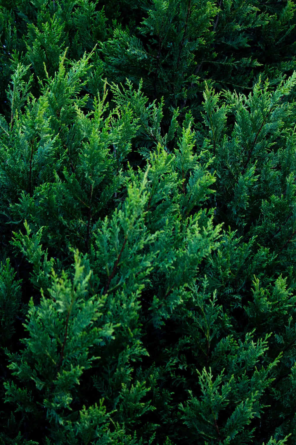 A beginner's guide to Arbor's trees
