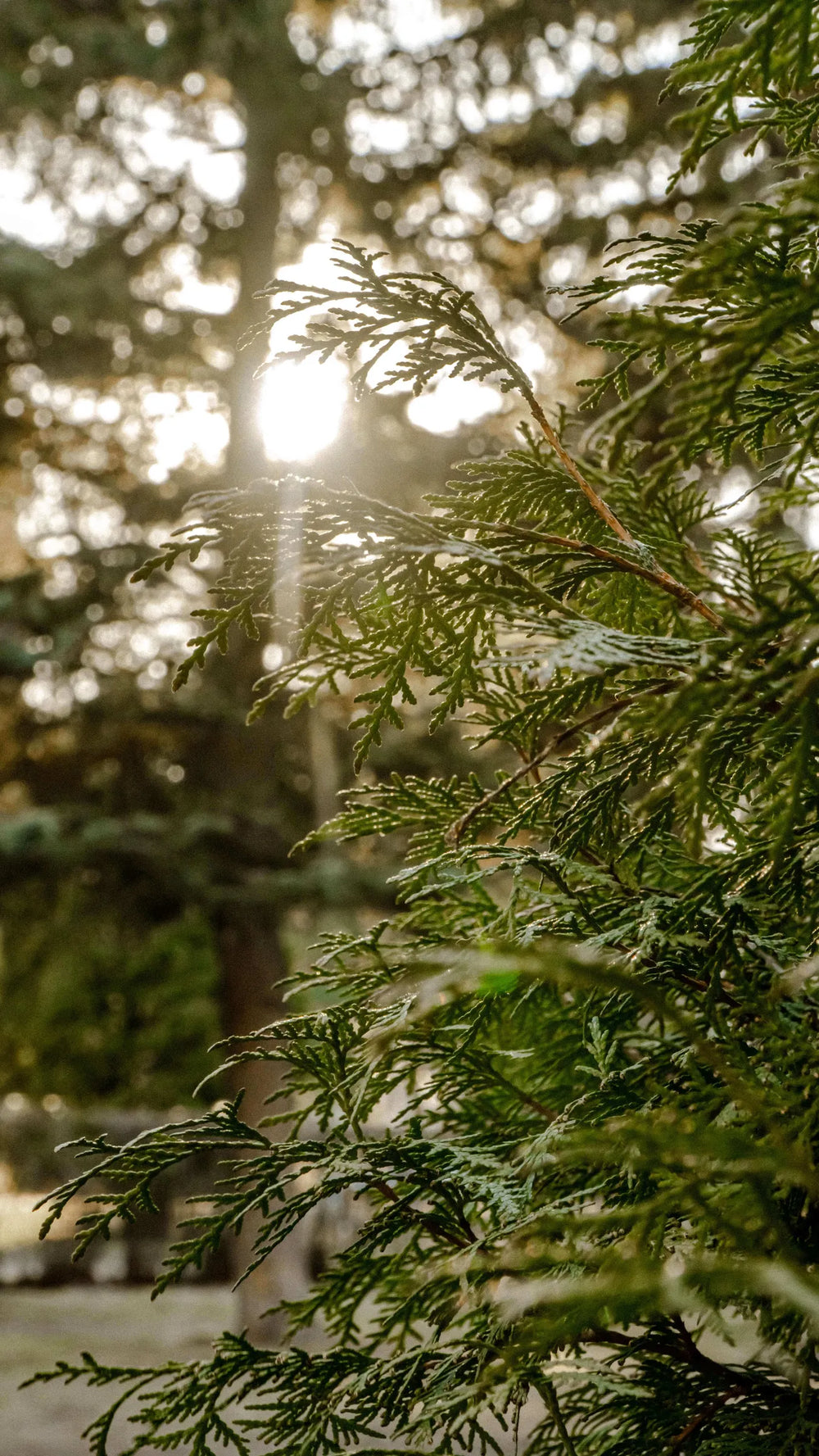 A look at Arbor's community involvement in gardening