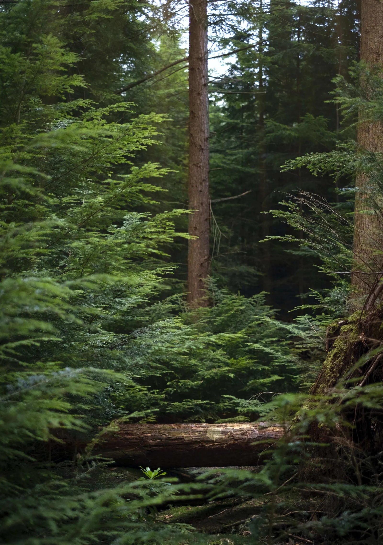 How Arbor started: From a small idea to a leader in gardening