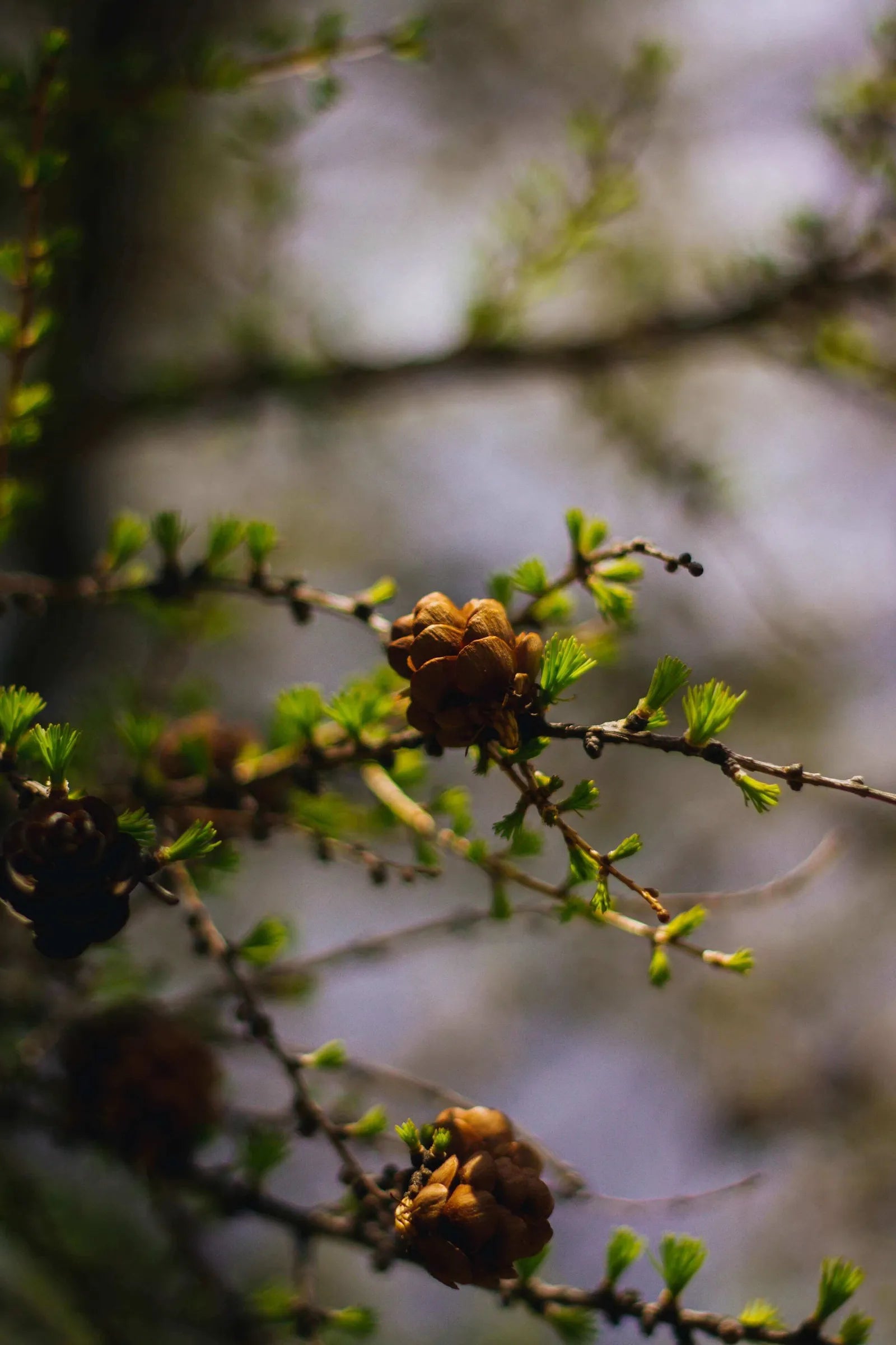 Mastering your tree: A Arbor how-to guide