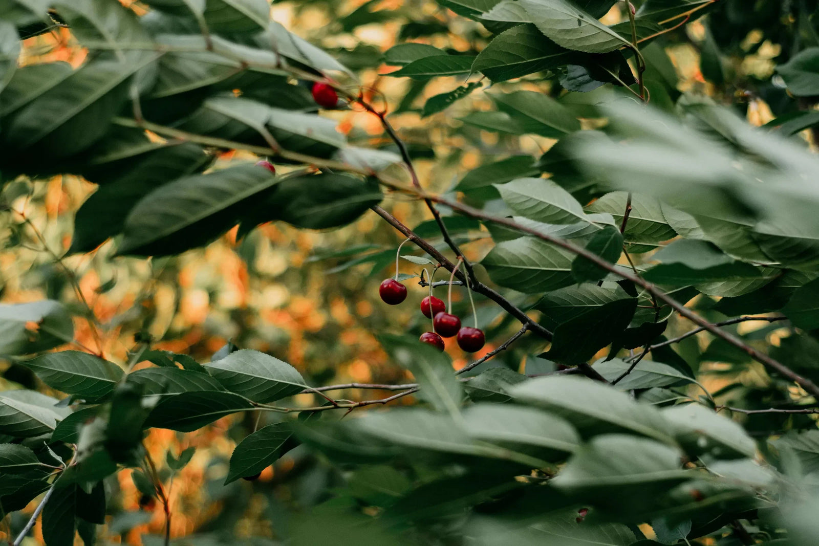 Why choose Arbor? Our promise to you in the trees world