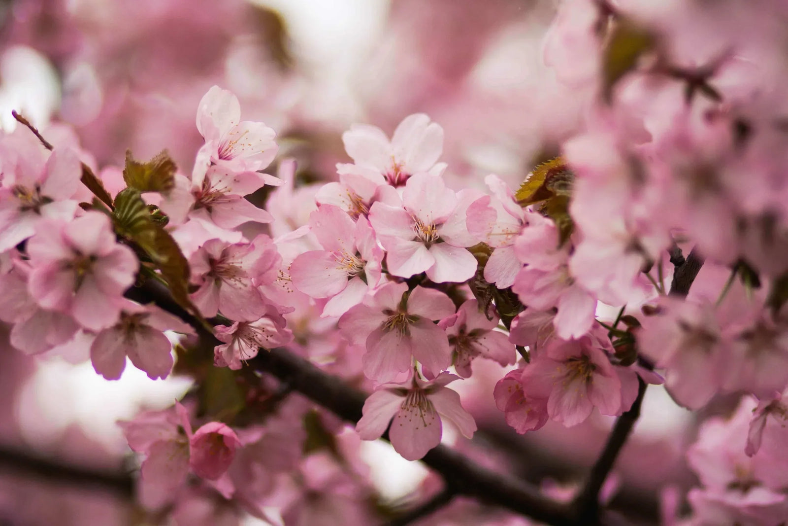 How to clean and maintain your Arbor's tree