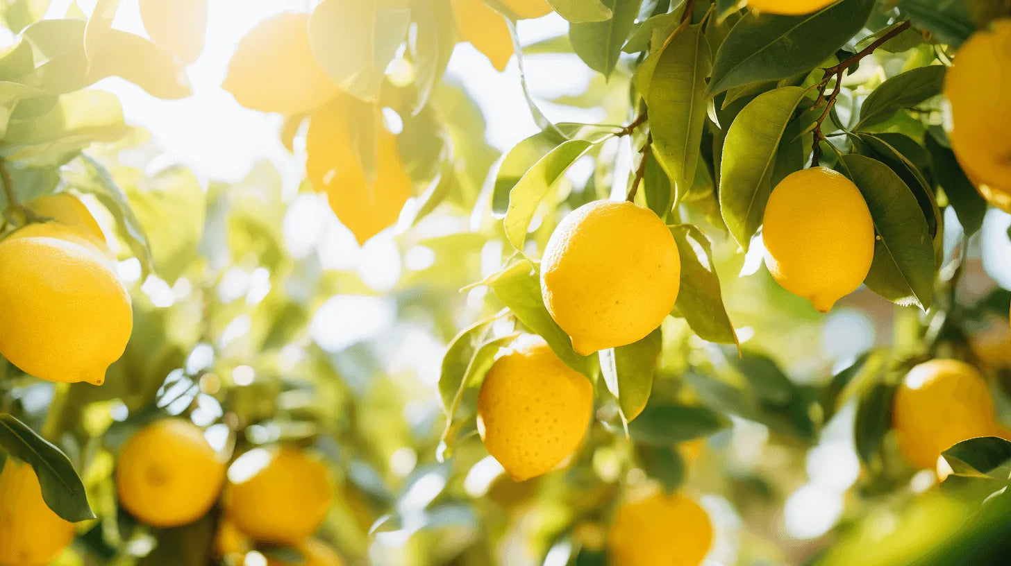 Big news: Arbor expands tree offering to support sustainability