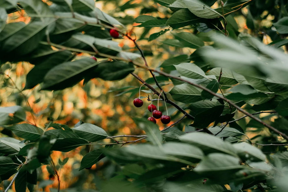 The Arbor philosophy: Redefining gardening through quality and innovation in trees