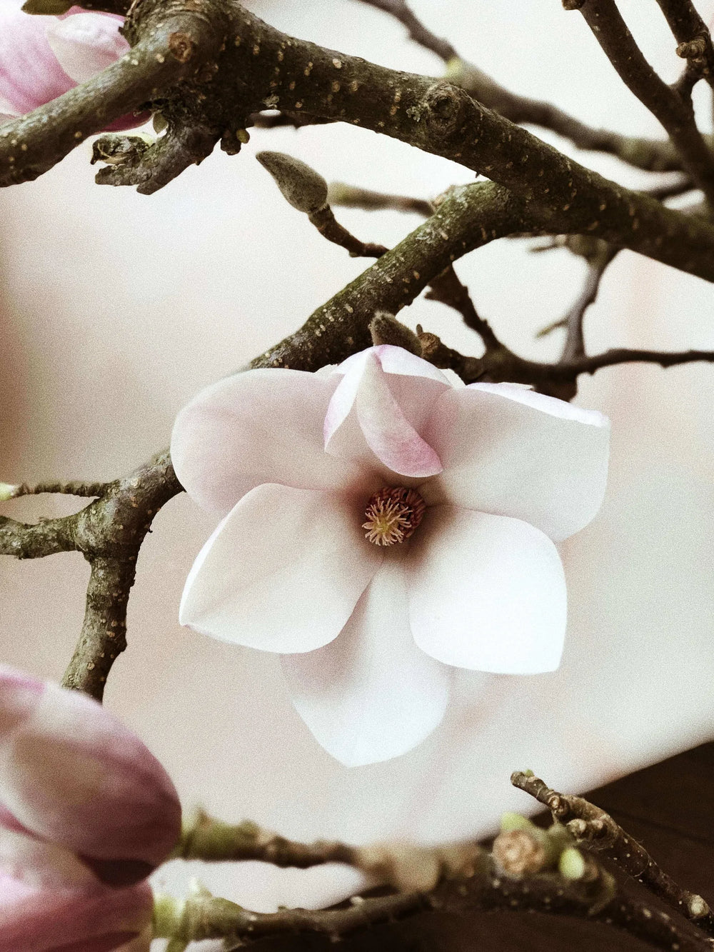 The ultimate how-to guide for pairing Arbor's trees with accessories