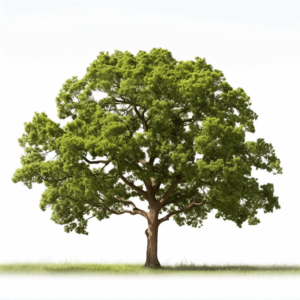 Announcement: Arbor's newest limited edition tree now available