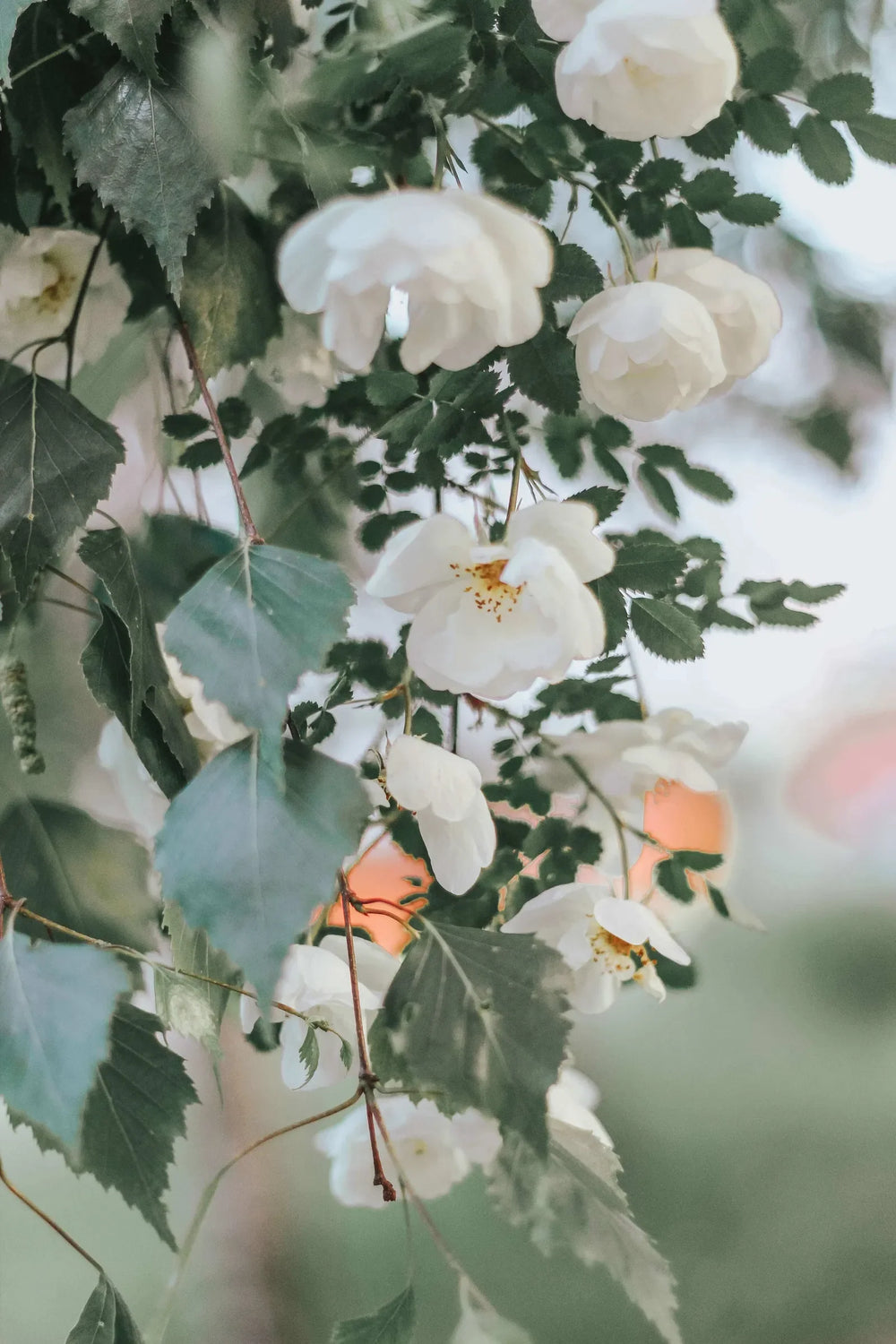 Can I track the status of my tree order?