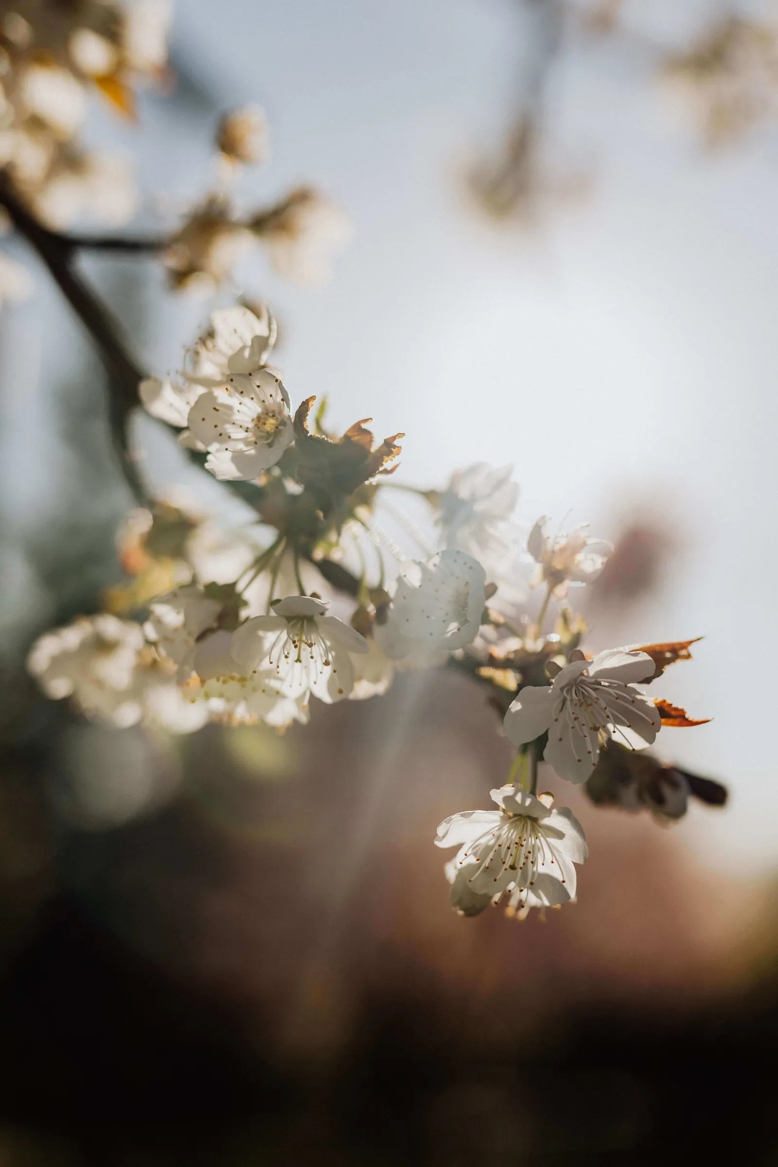 What are the shipping options available for tree orders?