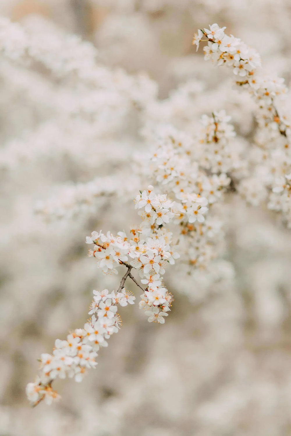 What payment methods do you accept for tree orders?