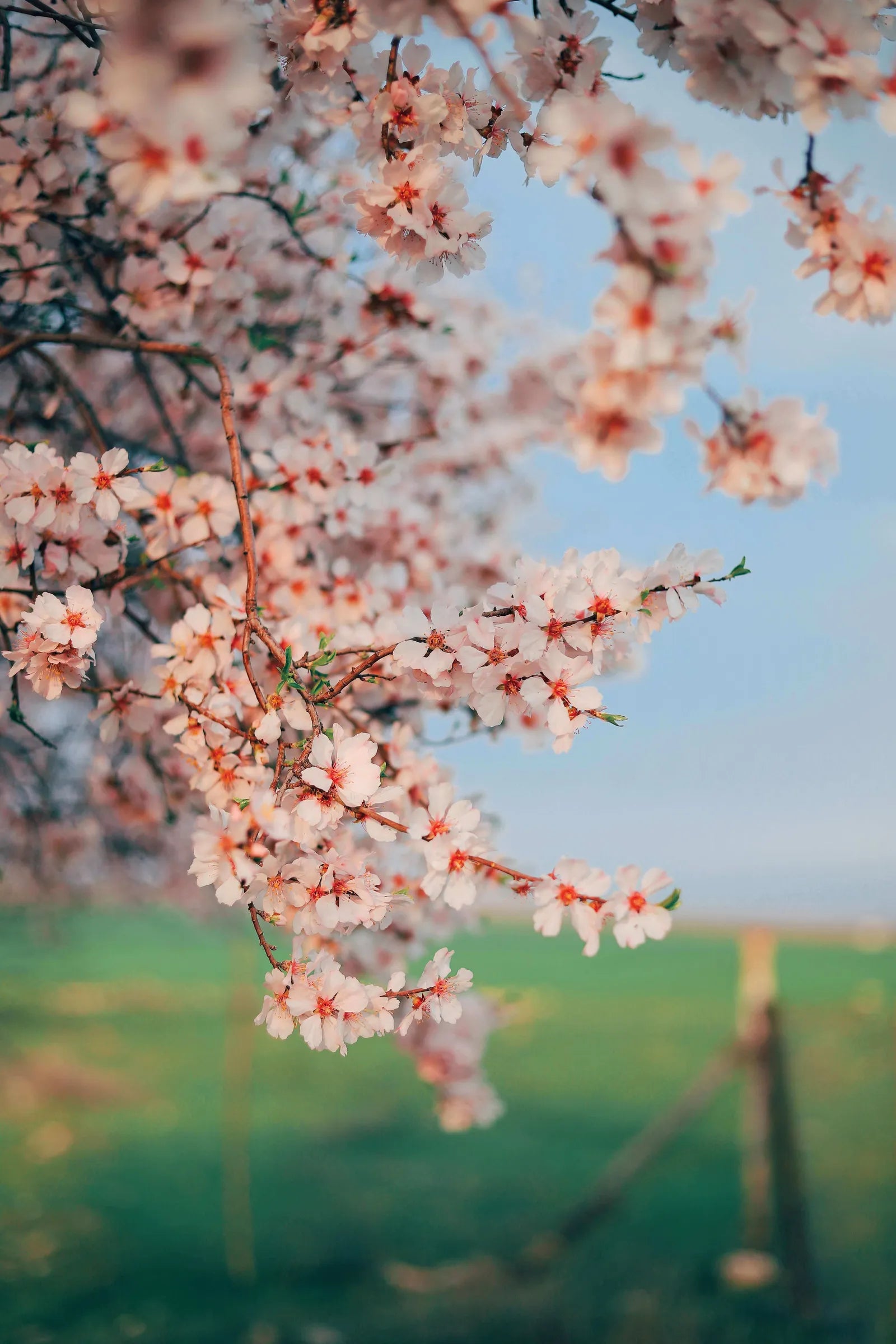 Do you offer any financing options for tree purchases?