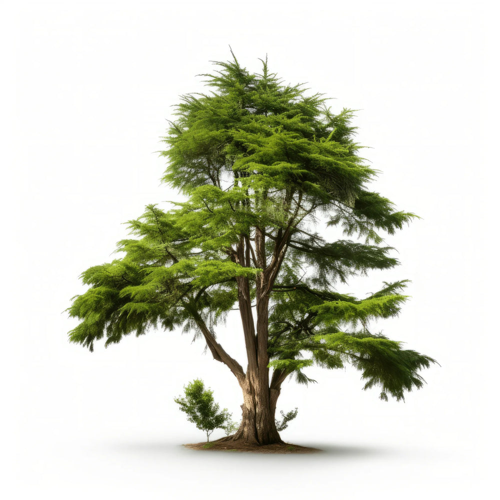 Cedar