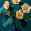Begonias