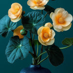 Begonias