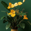 Calathea