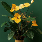 Calathea