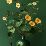 Chinese Money Plant