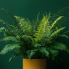 Boston Fern