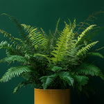 Boston Fern