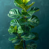 Fiddle Leaf Fig
