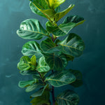 Fiddle Leaf Fig