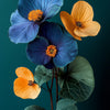 Gloxinia