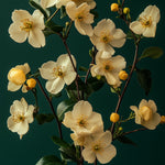 Jasmine