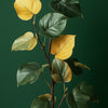 Pothos