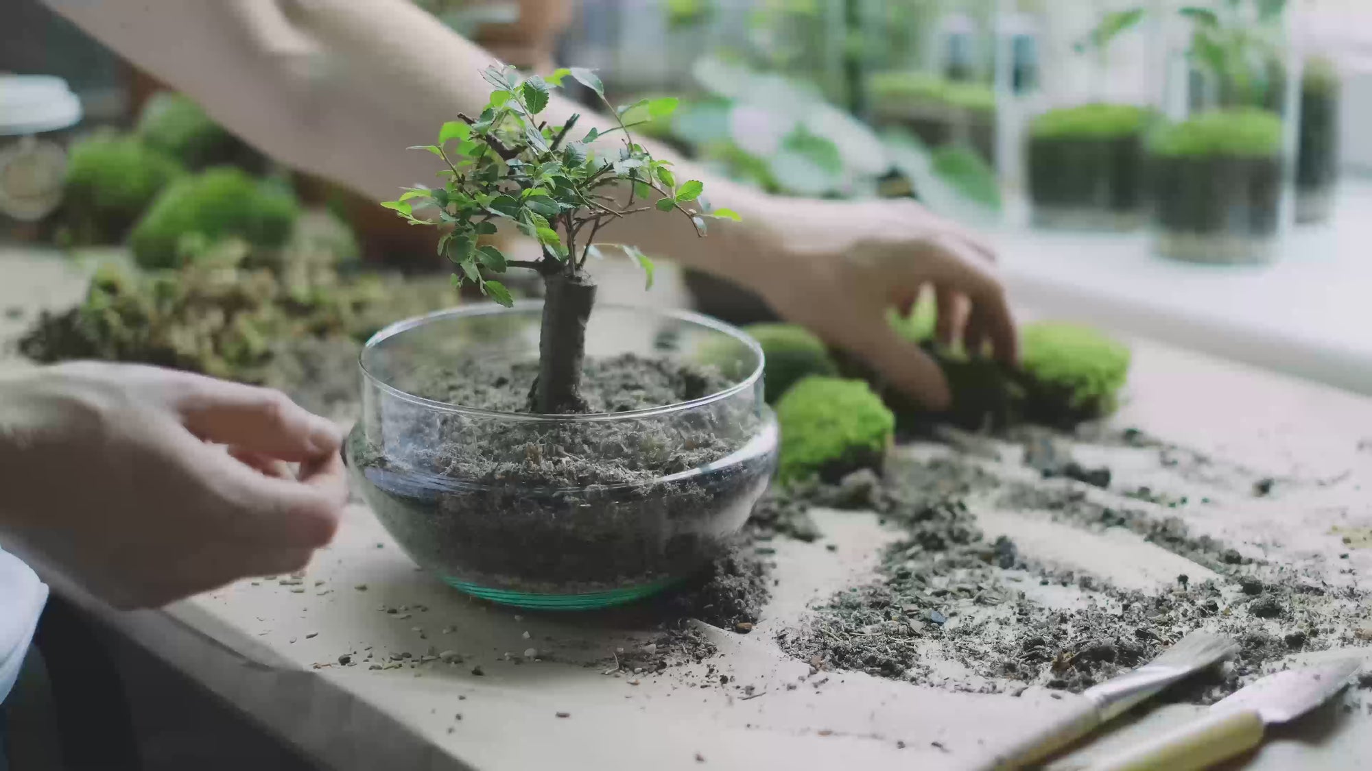 Alistair bonsai tree