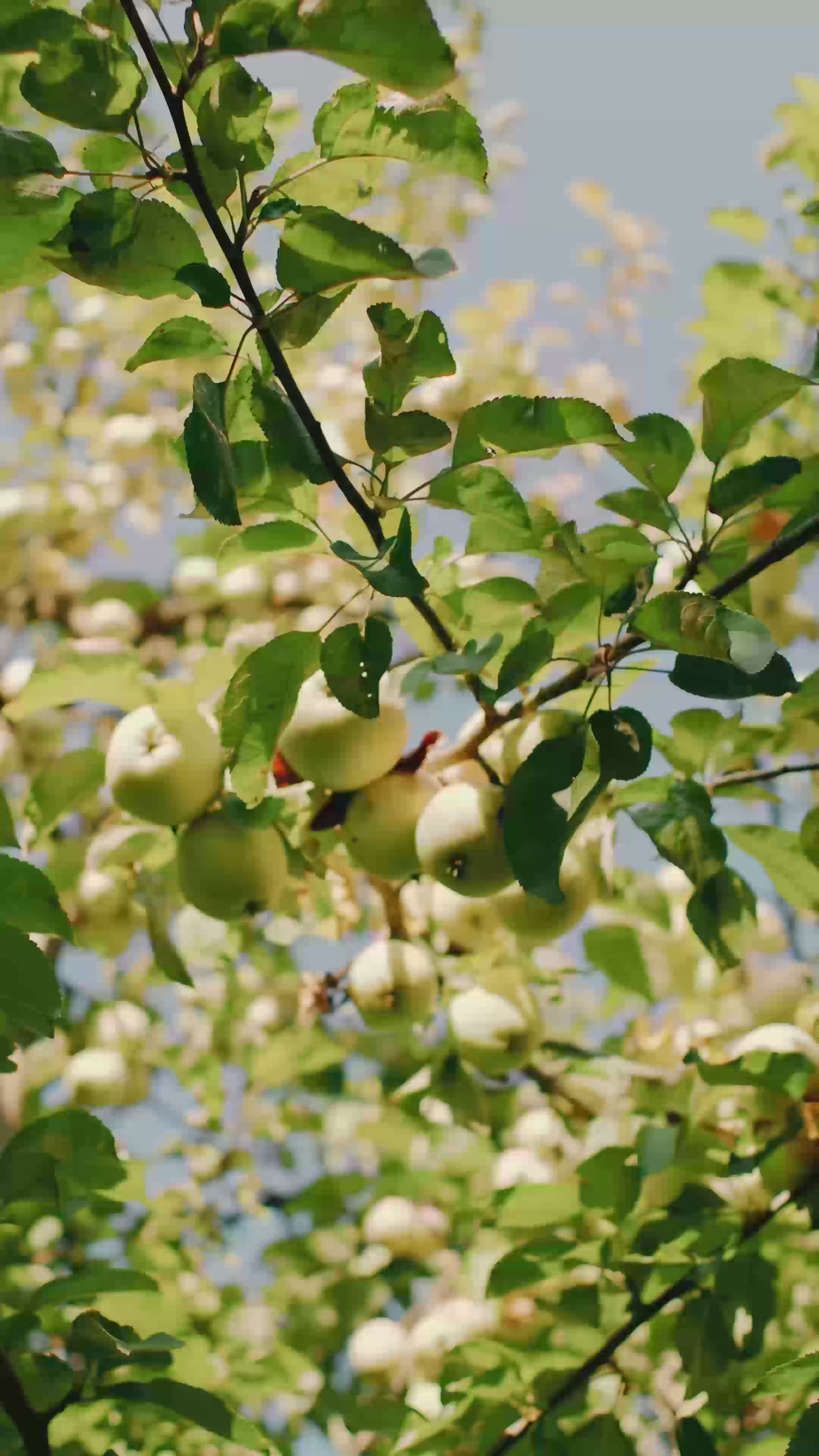 Allegra apple tree