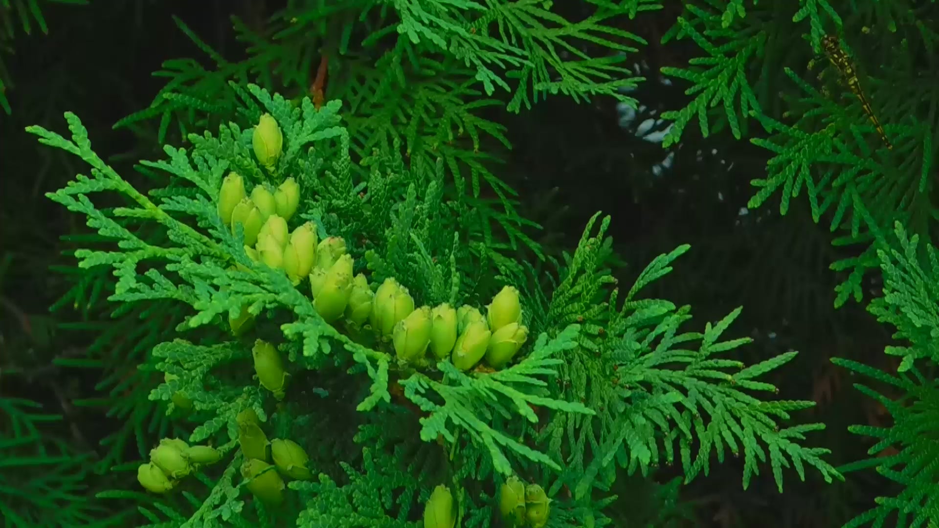 Annika cedar tree