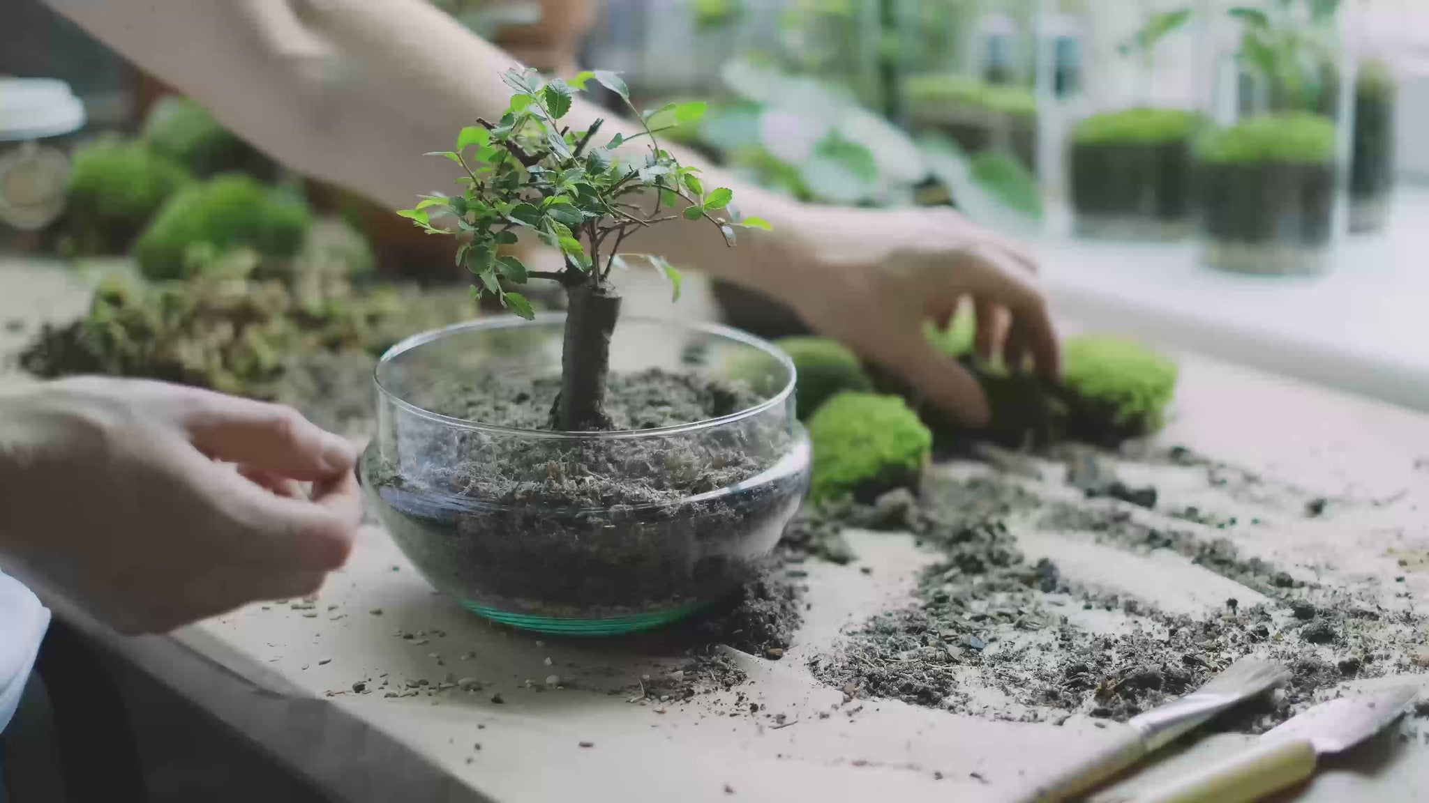 Alessandro bonsai tree