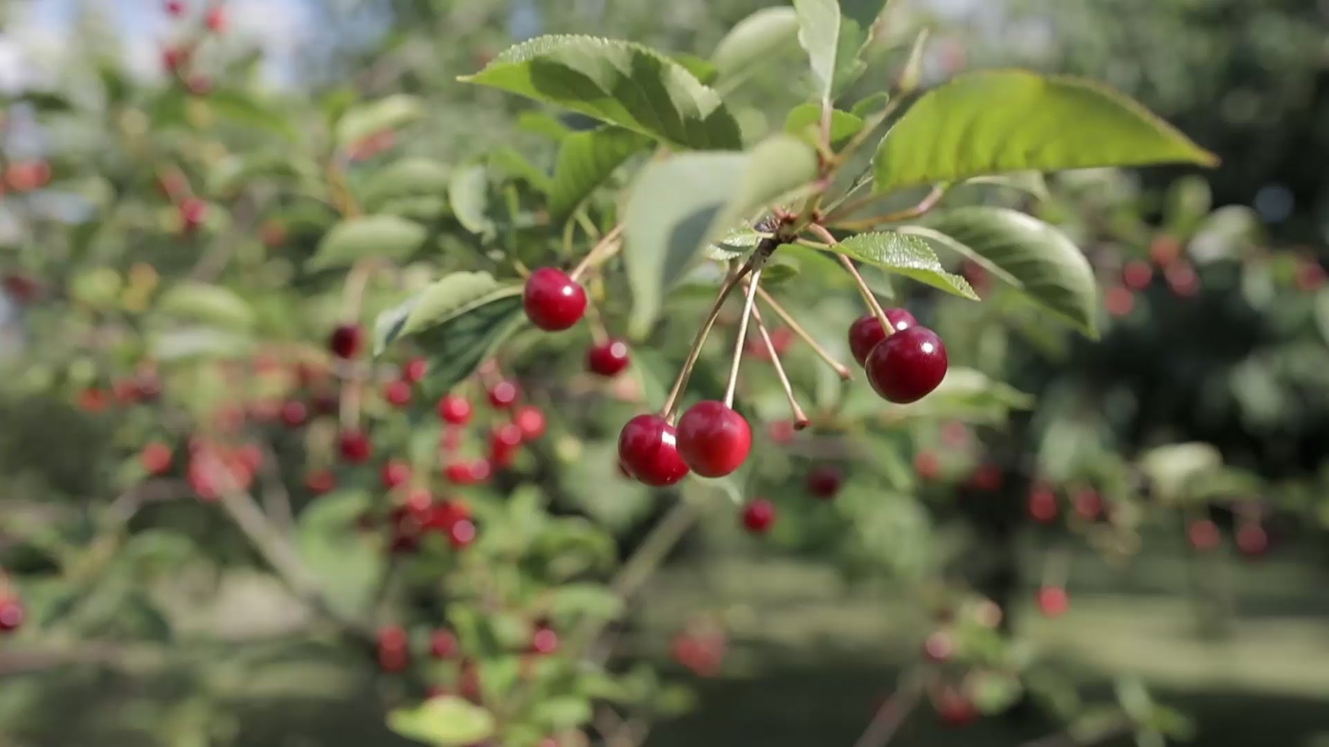 Abel cherry tree