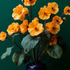 Primroses