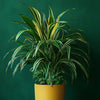 Spider Plant