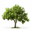 Amelia apple tree