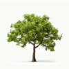 Alina apple tree