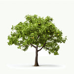 Alina apple tree