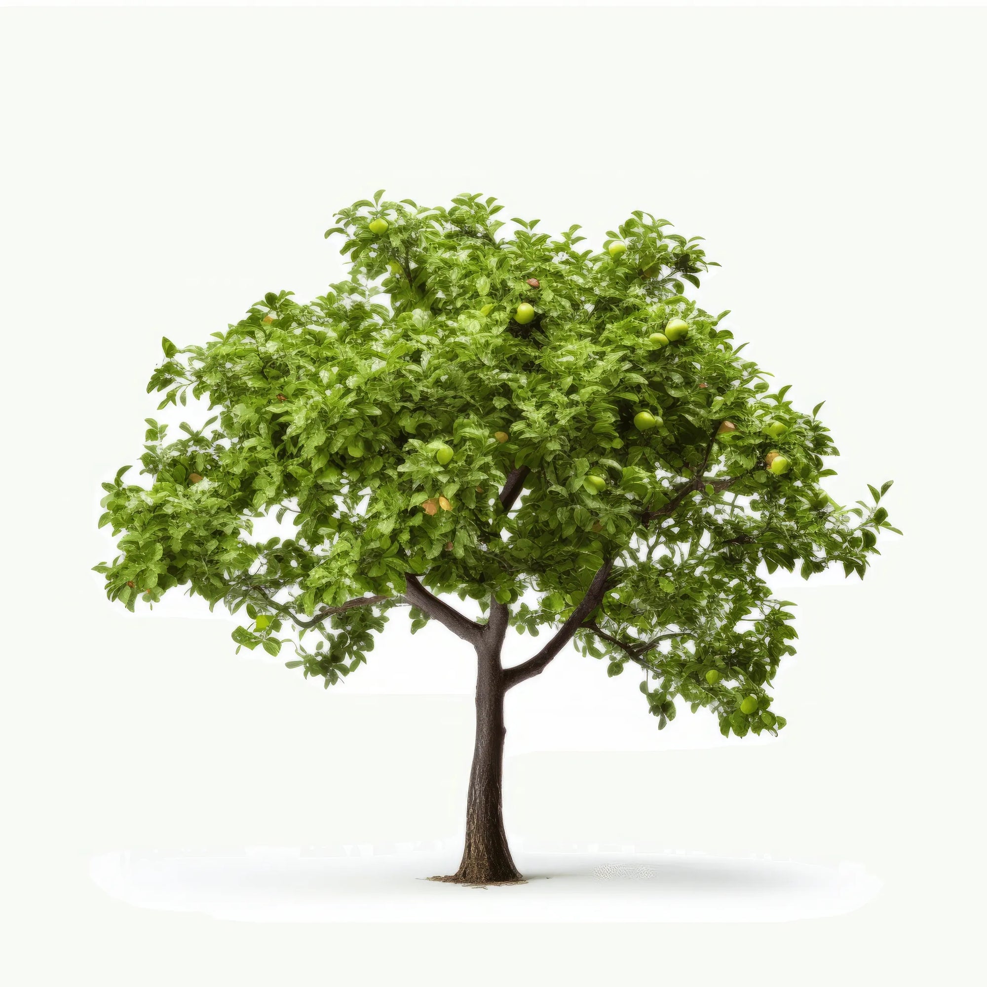 Alina apple tree