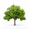 Alain apple tree