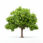 Alain apple tree