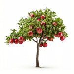 Alva apple tree