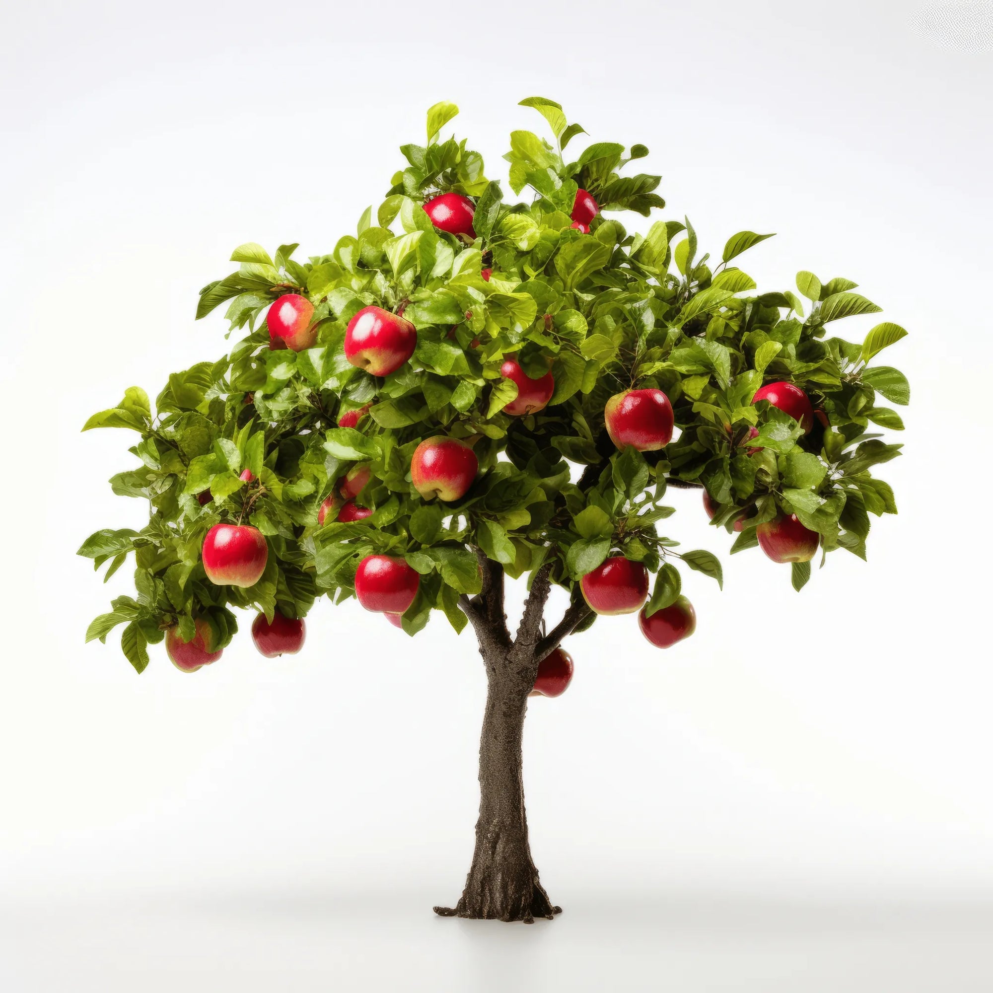 Ami apple tree