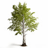 Amira birch tree