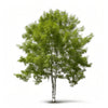 Adeliza birch tree