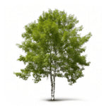 Adeliza birch tree