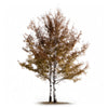 Aldith birch tree