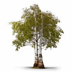 Ayesha birch tree